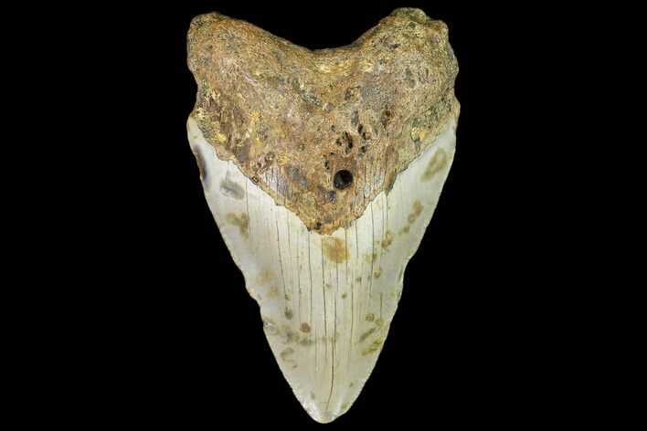 Bargain, Fossil Megalodon Tooth - North Carolina #109830